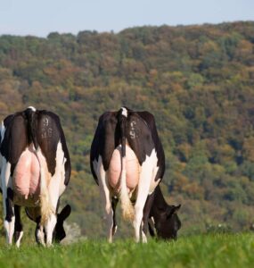 Vacas leiteiras com úbere cheio
