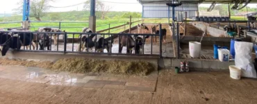 Bezerras leiteiras em uma instalação