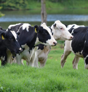 Bovinos leiteiros em um pasto