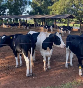 Vacas leiteiras