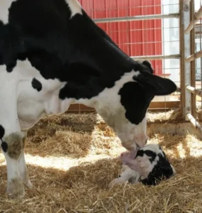 Vaca e bezerro recém nascido