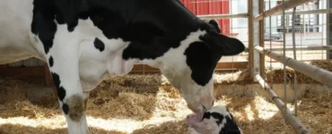 Vaca e bezerro recém nascido