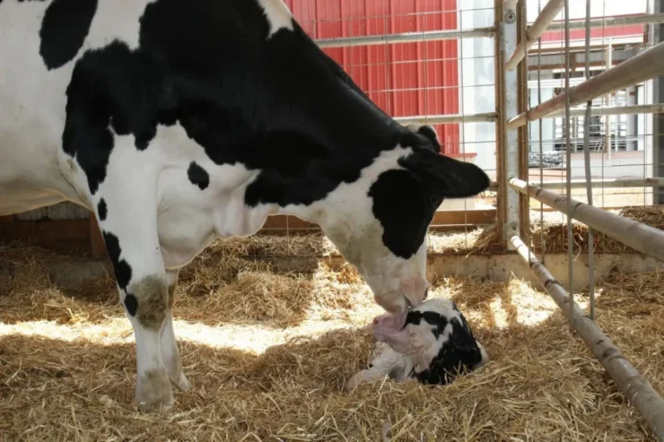 Vaca e bezerro recém nascido