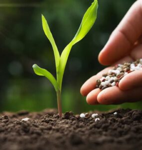 Fertilizantes sendo aplicados no solo