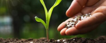 Fertilizantes sendo aplicados no solo