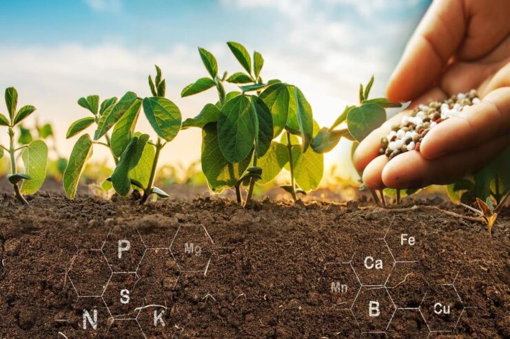 Fertilizantes sendo aplicados no solo