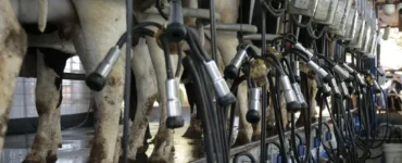 Vacas na sala de ordenha