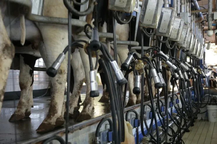 Vacas na sala de ordenha