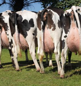 Cinco vacas leiteiras com o úbere cheio