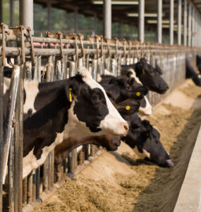 Vacas leiteiras se alimentando em período de seca