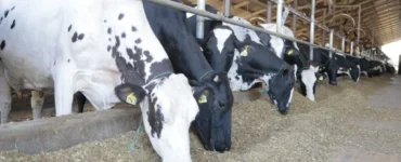 Vacas leiteiras se alimentando com silagem