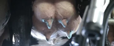 Tetos de vaca com aplicação de pré-dipping