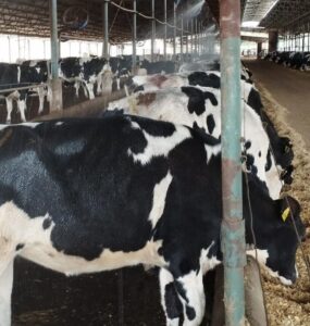 Vacas recebendo aspersão
