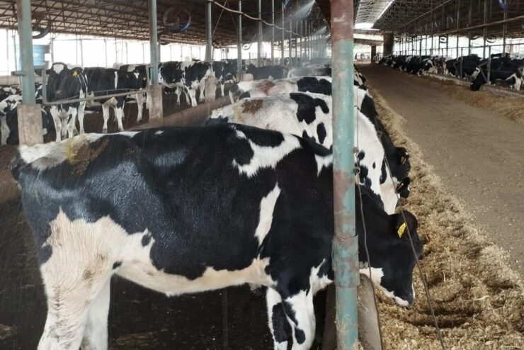 Vacas recebendo aspersão