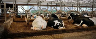 Vacas leiteiras em sistema free stall