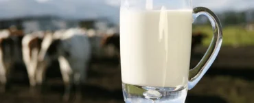 Jarra de leite em primeiro plano com bovinos leiteiros ao fundo