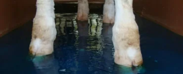 Pedilúvio para bovinos