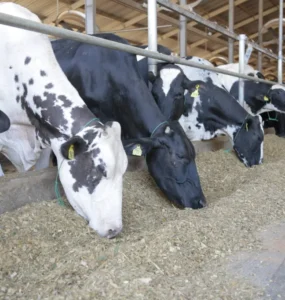 Vacas leiteiras se alimentando com silagem