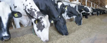 Vacas leiteiras se alimentando com silagem