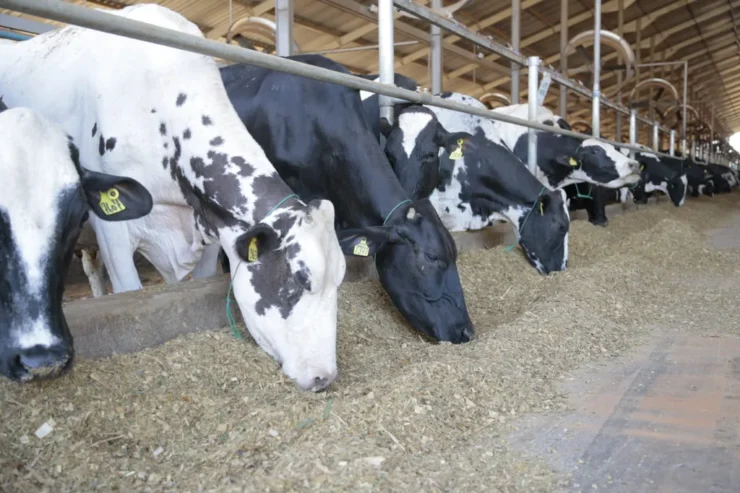 Vacas leiteiras se alimentando com silagem