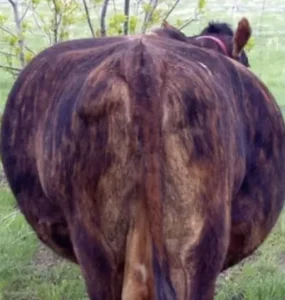 Bovino com sintoma de timpanismo