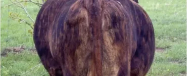 Bovino com sintoma de timpanismo