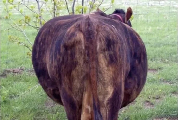 Bovino com sintoma de timpanismo