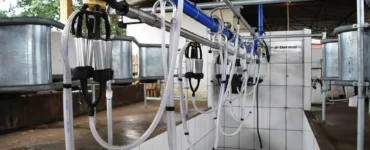 Sala de ordenha de vacas