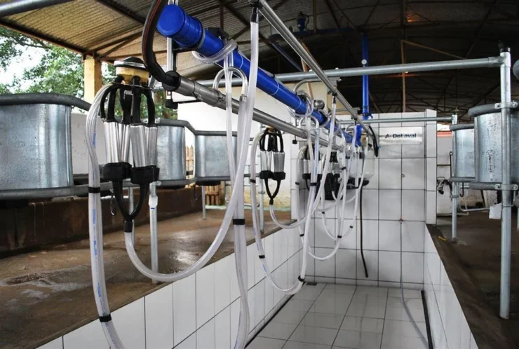 Sala de ordenha de vacas