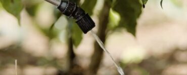 Tratamento drench via solo no café