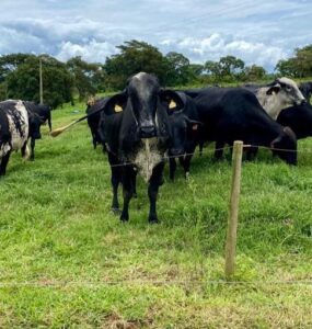 Vacas leiteiras em um pasto