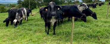 Vacas leiteiras em um pasto