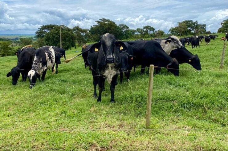 Vacas leiteiras em um pasto