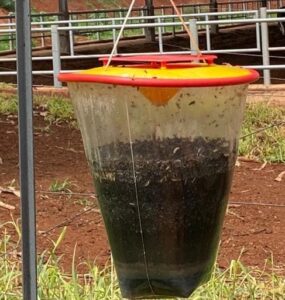 Ferramenta utilizada para controle de moscas em fazenda leiteira