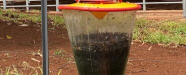 Ferramenta utilizada para controle de moscas em fazenda leiteira