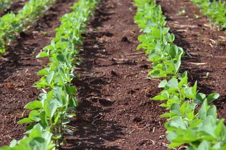 Plantação de soja