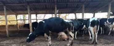 Vaca leiteira apresentando claudicação