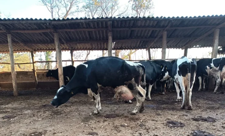 Vaca leiteira apresentando claudicação