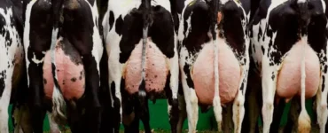 Vacas leiteiras vistas pela perspectiva traseira