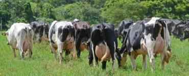Vacas leiteiras no pasto