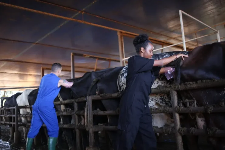 Duas pessoas realizando inseminação em vacas