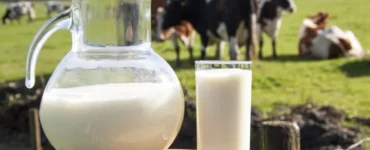 Vacas leiteiras ao fundo e jarra de leite com boa qualidade no primeiro plano