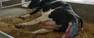 Vaca no momento de um parto