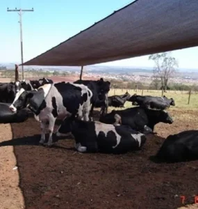Vacas se abrigando em um local com sombra