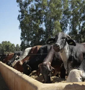 Bovinos leiteiros adultos se alimentando