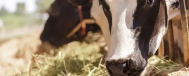 Vaca leiteira em uma instalação de uma fazenda e se alimentando