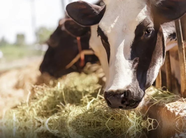 Vaca leiteira em uma instalação de uma fazenda e se alimentando