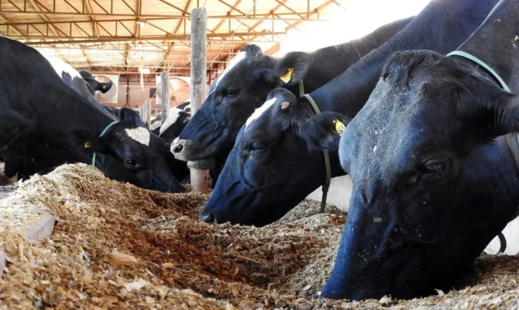 Vacas leiteiras