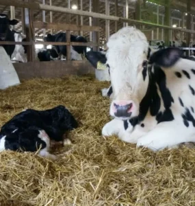 Vaca leiteira e bezerro recém nascido
