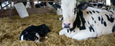 Vaca leiteira e bezerro recém nascido